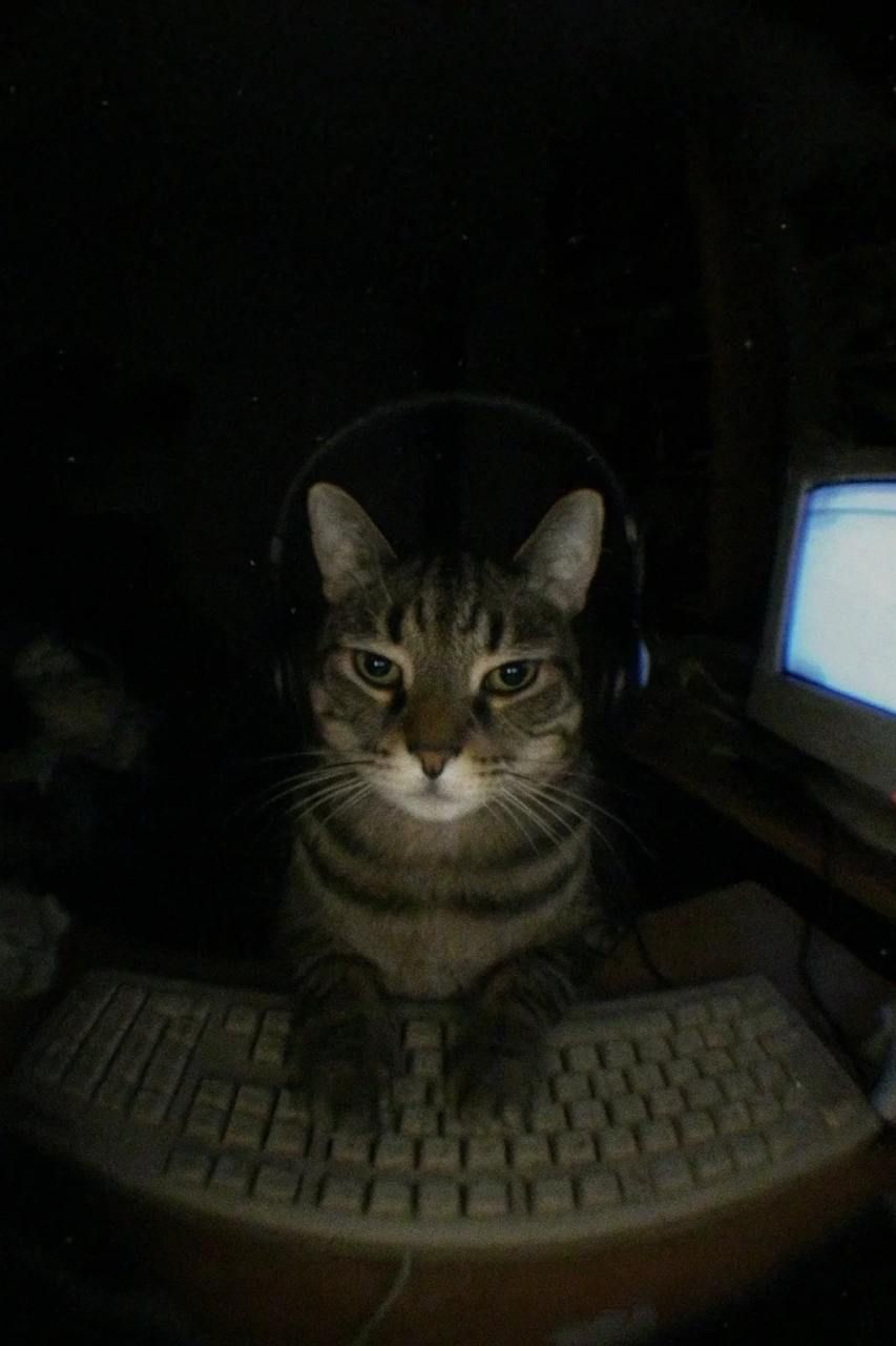 Thica Portrait - 这只小猫会带来好运